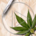 trawka maryśka zioło trawa palenie skręt marihuana ganja Gania zielsko cannabis gandzia ziele joint pal zioło gandzie