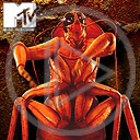mtv muzyka program karaluch stacja owad teledyski programy muzyczne