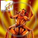 mtv muzyka program karaluch stacja owad teledyski programy muzyczne