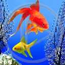 zwierzęta ryba ryby akwarium rybki rybka zwierzak zwierzaki zwierzę