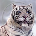 zwierzęta tygrys tygrysek zwierzak tygrysy drapieżnik zwierzę zwierze