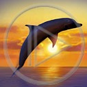 zwierzęta zachód wschód delfin widok zwierzę