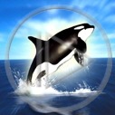 zwierzęta ryba ryby orka zwierze orki