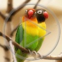 zwierzęta ptaki ptak papuga papugi papużki papużka