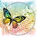 motyl owady wzór motylek motyle owad wzory motylki