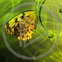 motyl wzorek wzór motylek wzorki motyle wzory motylki