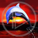 zwierzęta morze ocean delfin ssak ssaki delfiny zwierze