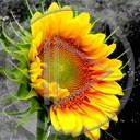 kwiat kwiatek słonecznik rośliny slonecznik zółty