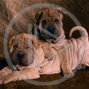 zwierzęta piesek pieski psy. shar pei