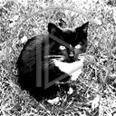 zwierzęta kot kotek koty czarny kotka biały czarno kotki zwierzątko kocurek kociaczek domowy