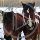 zwierzęta las koń zima konie śnieg konik koniki stadnina
