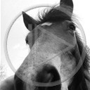 zwierzęta koń konie konik czarny biały czarno koniki klacz białe hucuły