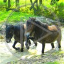 zwierzęta koń trawa konie fale konik kopyta fala staw koniki błoto klacz woda wodny