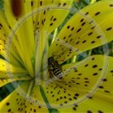 zwierzęta kwiaty pszczoła osy natura
