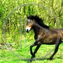 zwierzęta las koń trawa konie konik łąka drzewa galop koniki klacz wybieg pastwisko