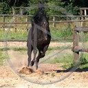 zwierzęta koń konie galop ogier kary