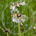 kwiat kwiaty rośliny przyroda natura dmuchawiec