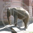 zwierzęta słoń słonie wrocław zoo