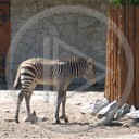 zwierzęta zebra młoda mała wrocław zoo zebry źrebak