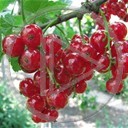 owoce roślina owoc rośliny krzak czerwone porzeczka