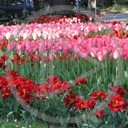 kwiat kwiaty tulipan rośliny rosliny