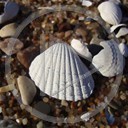 plaża piasek muszla kamienie muszelka natura