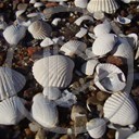 plaża piasek muszla kamienie muszelki muszelka natura