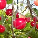 drzewo roślina owoc wiśnia czerwony Makro rośliny