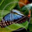 zwierzęta motyl motylek motyle motylki