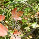 liść jesień liście przyroda natura listki