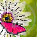 kwiat miłość kwiaty motyl napis motyle kocha nie kocha tekst kwiatki