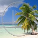 palma morze drzewo plaża krajobrazy