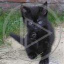 zwierzęta koty mały czarny kotki kociaki