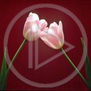 telefon miłość kwiaty tulipan walentynki zakochany zakochani miłosne obrazek tulipany kocham cię mms walentynka różowe dwa
