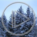 zima śnieg choinki natura drzewko drzewka choinka