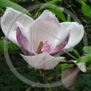 kwiat kwiaty rośliny przyroda kwiatki magnolia magnolie