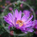 kwiat kwiaty rośliny fioletowy aster astry