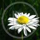 kwiatek roślina kwiatuszek wiosna Makro biały natura stokrotka stokroteczka