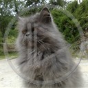 zwierzęta kot koty pers koty perskie