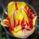 kwiat kwiaty roślina tulipan wiosna rośliny kwiatki