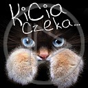 zwierzęta kot kotek koty kicia napis tekst kotki zwierze kicia czeka