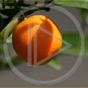 owoce owoc pomarańcza rośliny natura cytrusy pomarańczowy