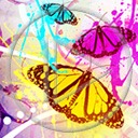 motyl owady wzór motylek motyle owad wzory motylki kolorowe