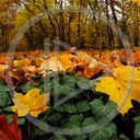 las liść jesień liście przyroda natura krajobrazy