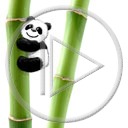zwierzęta miś misiek panda misie misio misiaczek miśki zwierze misiaczki bambus