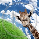 zwierzęta niebo Ziemia świat żyrafa żyrafy szyja zwierze