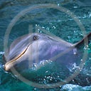 zwierzęta delfin ssak morski ssaki wodne zwierzak delfiny morskie ssak morski ssaki morskie ssak wodny ssaki wodne zwierzaki zwierzę zwierzęta wodne