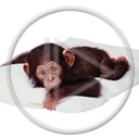 zwierzęta małpa ssaki małpka szympans zwierzak małpy zwierzaki zwierzę małpki