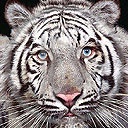 zwierzęta ssak tygrys koty drapieżniki ssaki biały zwierzak drapieżne tygrysy drapieżnik zwierzaki zwierzę dzikie koty biały tygrys zwierze