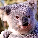 miś misiu misiek misie misio koala miśki